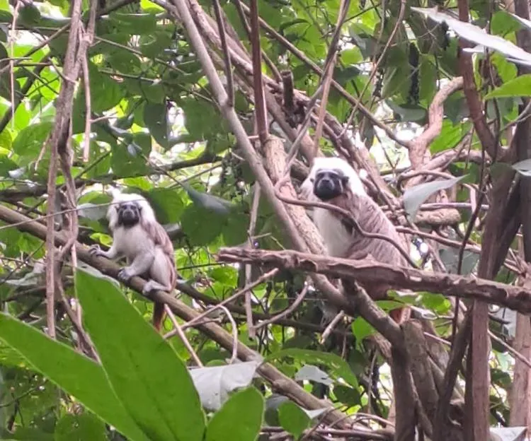 Camping Zona A Dentro Del Pnn Tayrona 圣玛尔塔 0*,  哥伦比亚